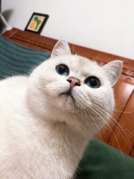 小白狼
